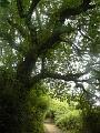 Dancing tree, Pulborough Brooks P1120937